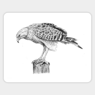 The Hawk Sticker